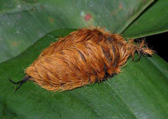 Seres peludos Megalopygid-Flannel-moth-larva-002a