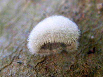 Seres peludos Schizophyllumcommune