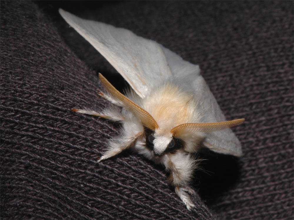 Seres peludos Silvery, extra-hairy moth - head-on shot - web