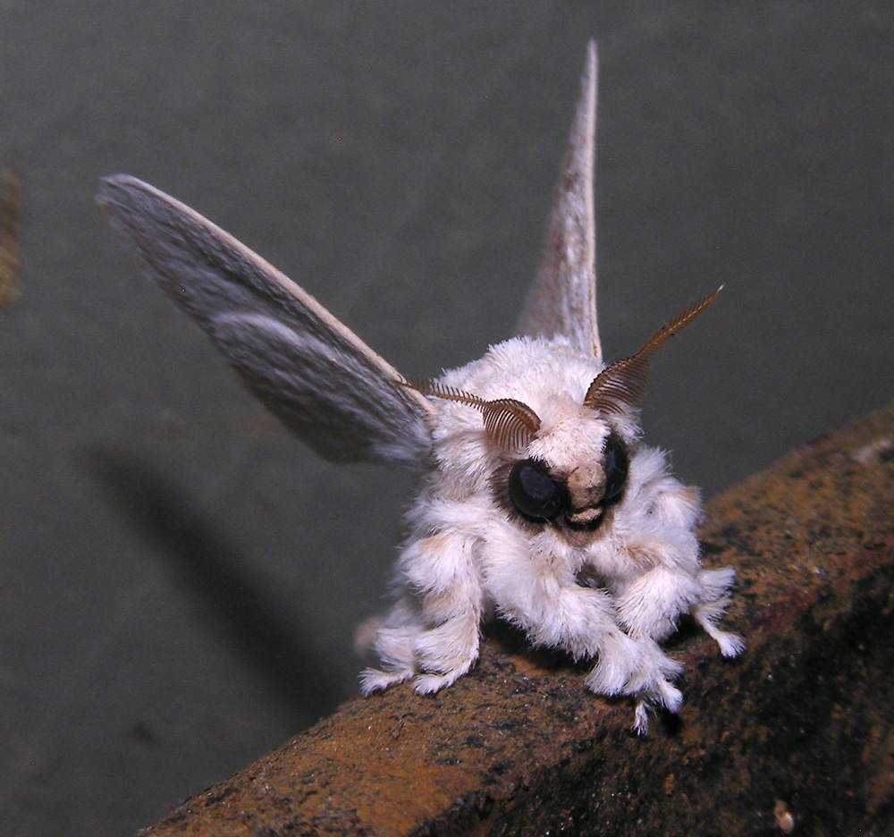 Seres peludos Venezuelan poodle moth, Dr Arthur Anker, Flickr
