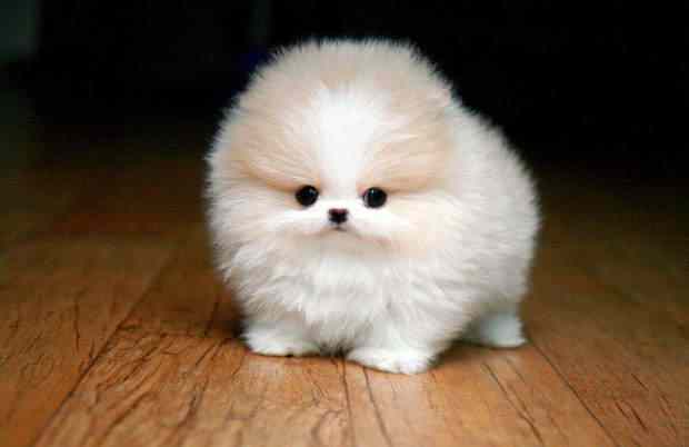 Seres peludos animals-that-are-literally-a-ball-of-fur-warning-may-cause-cuteness-overload-22-620x402