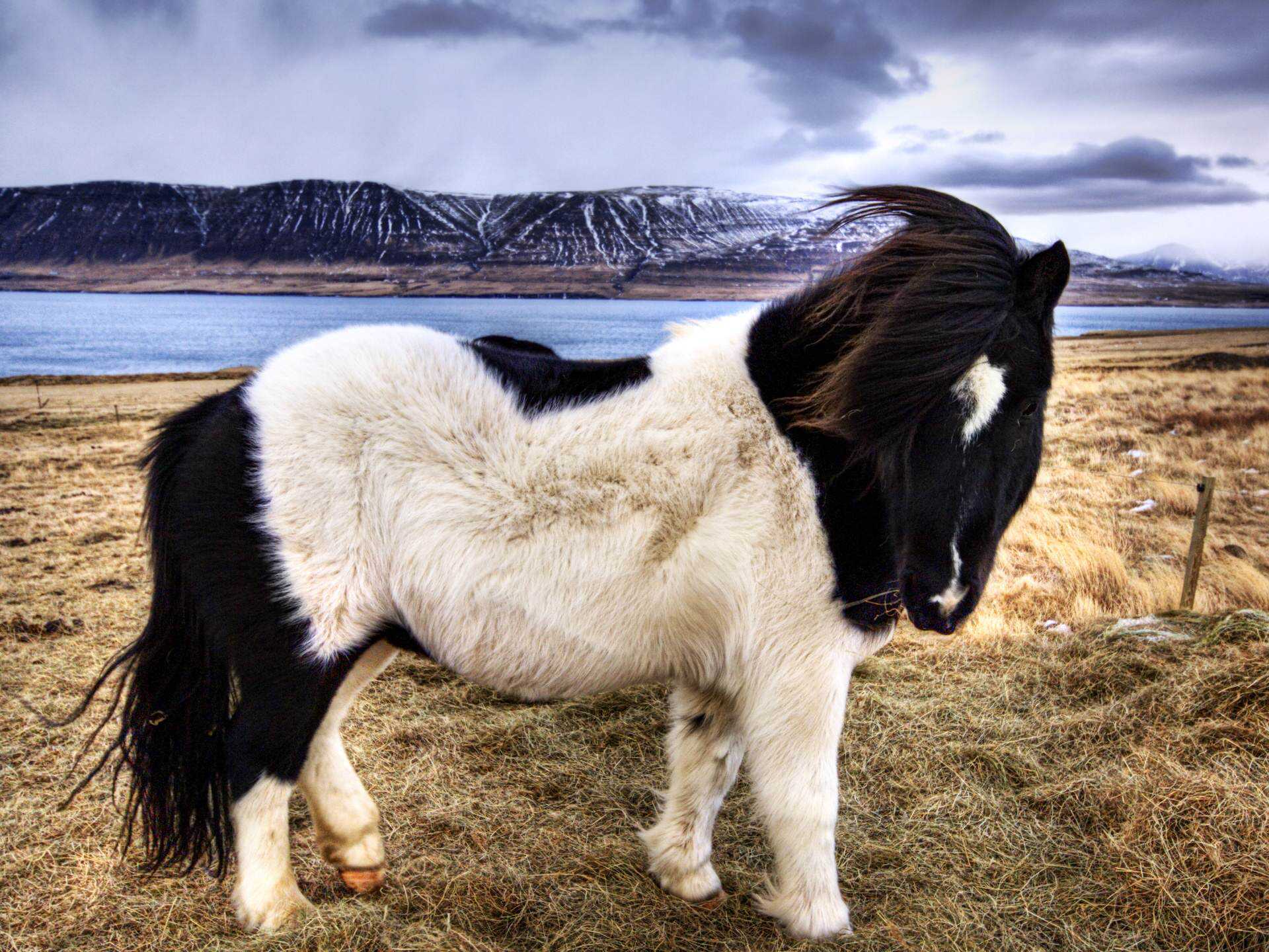 Seres peludos animals_other_furry-black-white-horse_66210