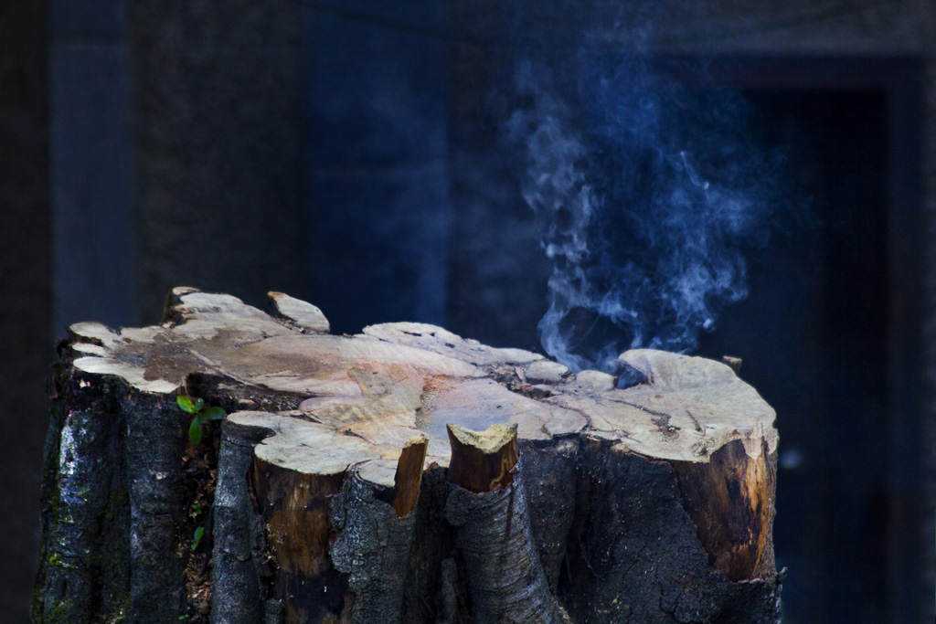O triste fim de uma árvore arvorecortada_low