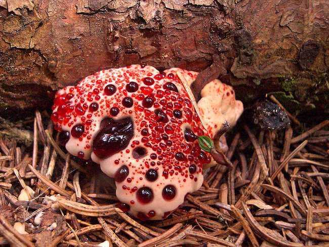 5 Cogumelos bizarros bleedingtooth1.jpg.650x0_q85_crop-smart