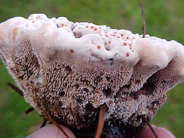 5 Cogumelos bizarros bleedingtooth2