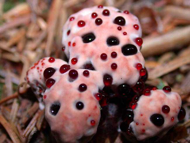 5 Cogumelos bizarros bleedingtooth3.jpg.650x0_q85_crop-smart