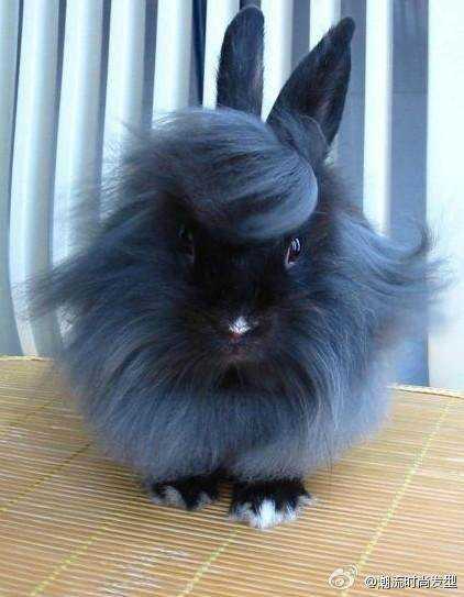 Seres peludos ca475db4b3fb25710c24ece6b7eeed8f