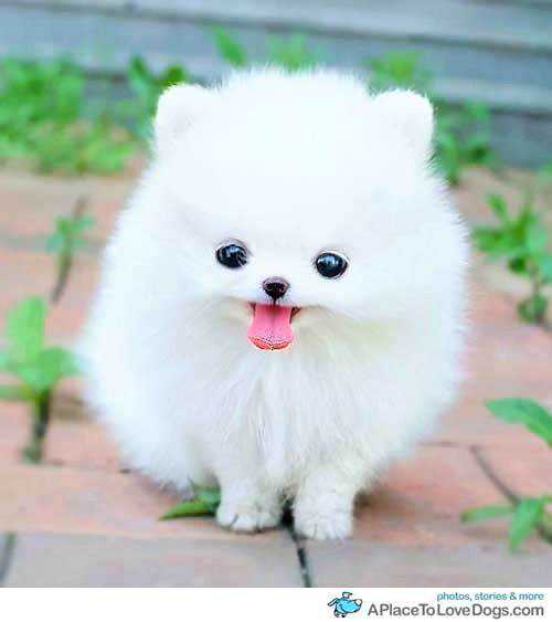 Seres peludos cbcee95e35f94fa6f59455495763e967
