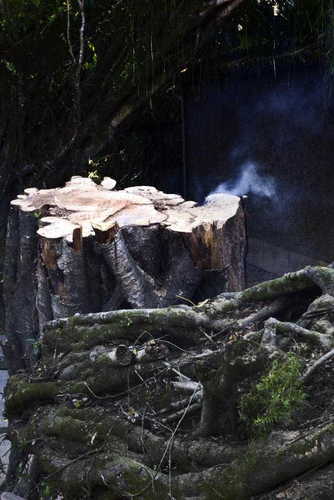 O triste fim de uma árvore crueldade_low