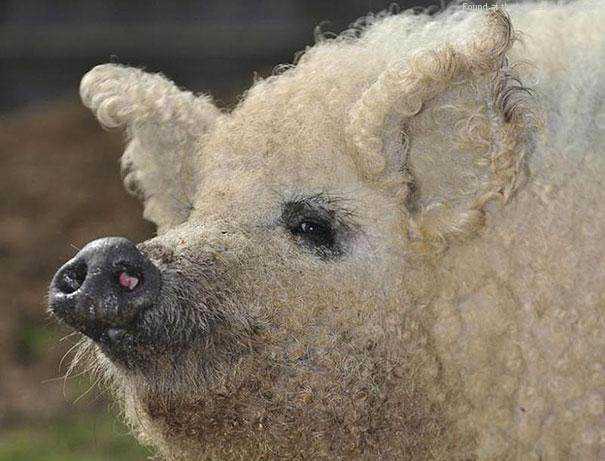 Seres peludos cute-fluffy-animals-19