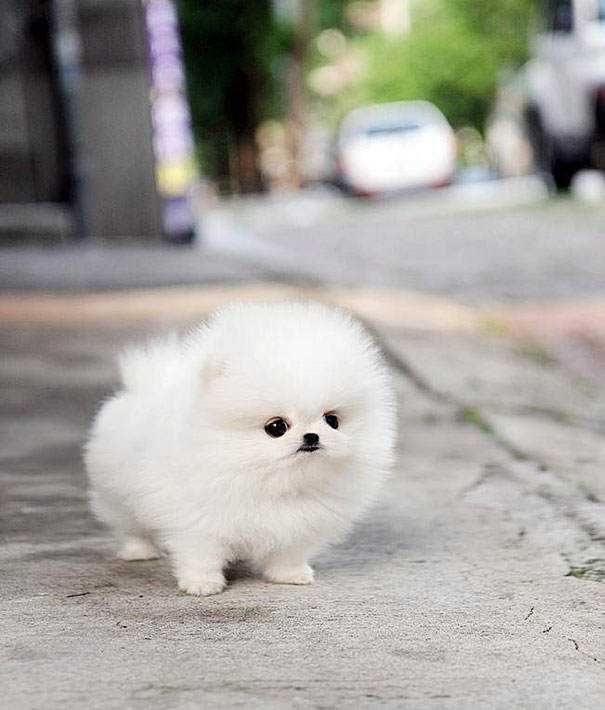 Seres peludos cute-fluffy-animals-203