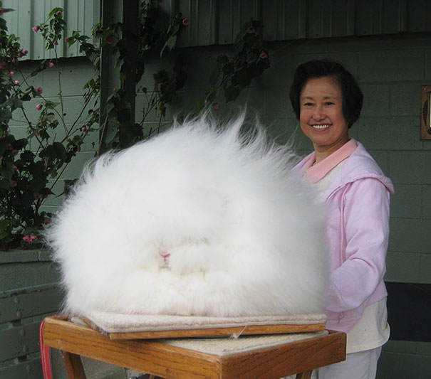 Seres peludos cute-fluffy-animals-213