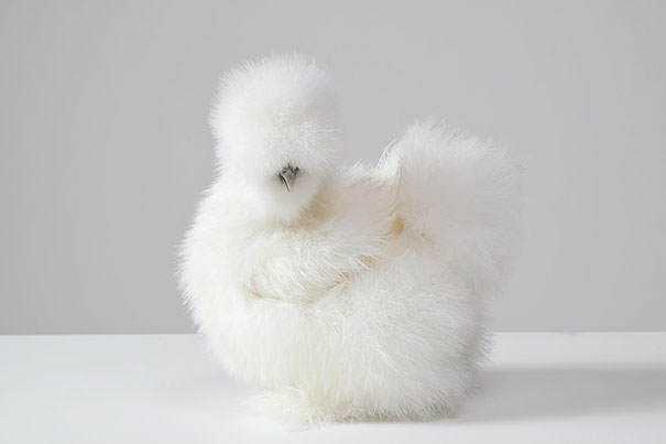 Seres peludos cute-fluffy-animals-223
