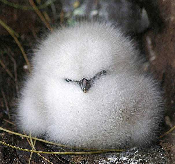 Seres peludos cute-fluffy-animals-253
