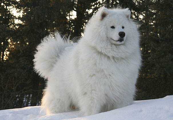 Seres peludos cute-fluffy-animals-273