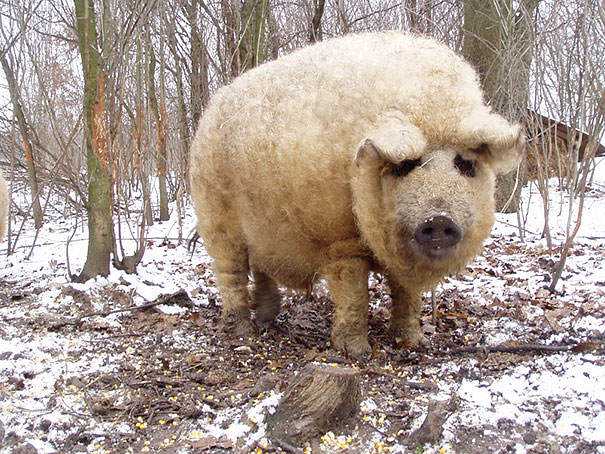 Seres peludos cute-fluffy-animals-303