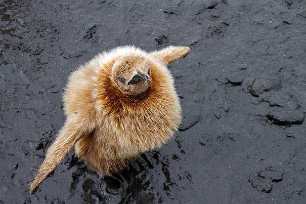 Seres peludos cute-fluffy-animals-353