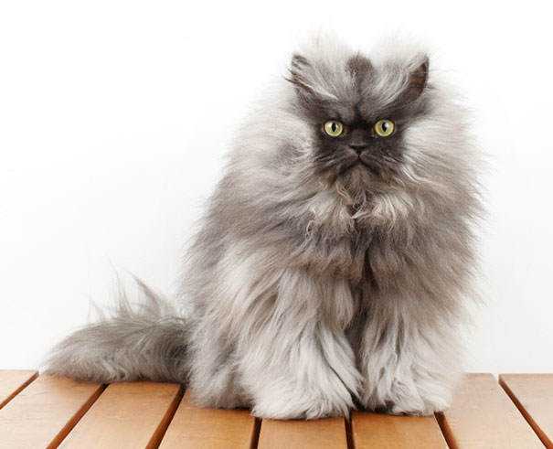 Seres peludos cute-fluffy-animals-363