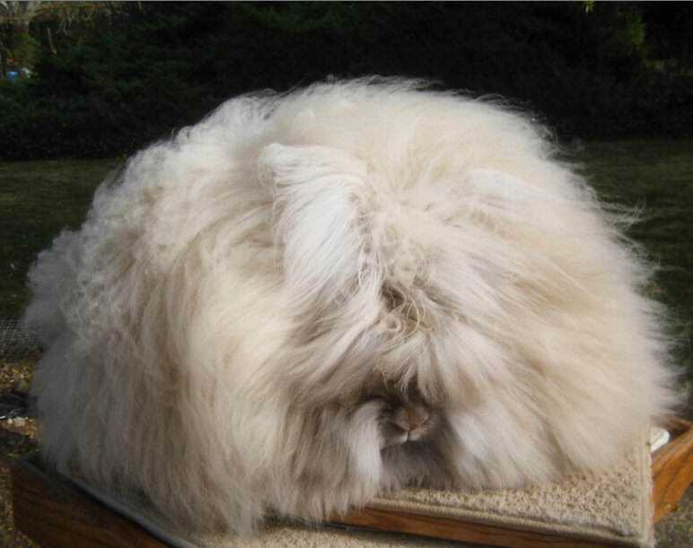 Seres peludos d5bbc8050ebafc625710073bfd6ee95356cd0da2