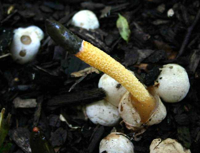 5 cogumelos bizarros - Parte 2 dogstink1.jpg.650x0_q85_crop-smart