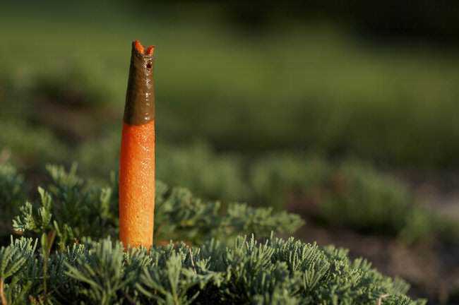 5 cogumelos bizarros - Parte 2 dogstink4.jpg.650x0_q85_crop-smart