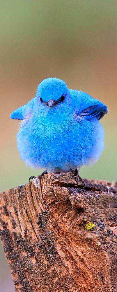 Seres peludos ef1d2c4d8fd5ef706c590866dd894821