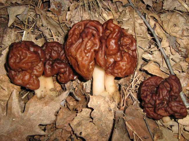 5 cogumelos bizarros - Parte 2 falsemorel1.jpg.650x0_q85_crop-smart