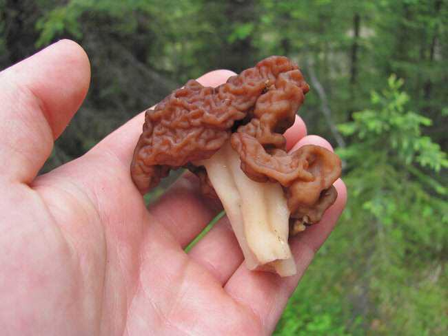 5 cogumelos bizarros - Parte 2 falsemorel2.jpg.650x0_q85_crop-smart