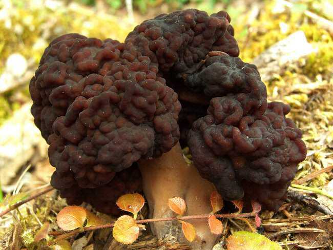5 cogumelos bizarros - Parte 2 falsemorel3.jpg.650x0_q85_crop-smart