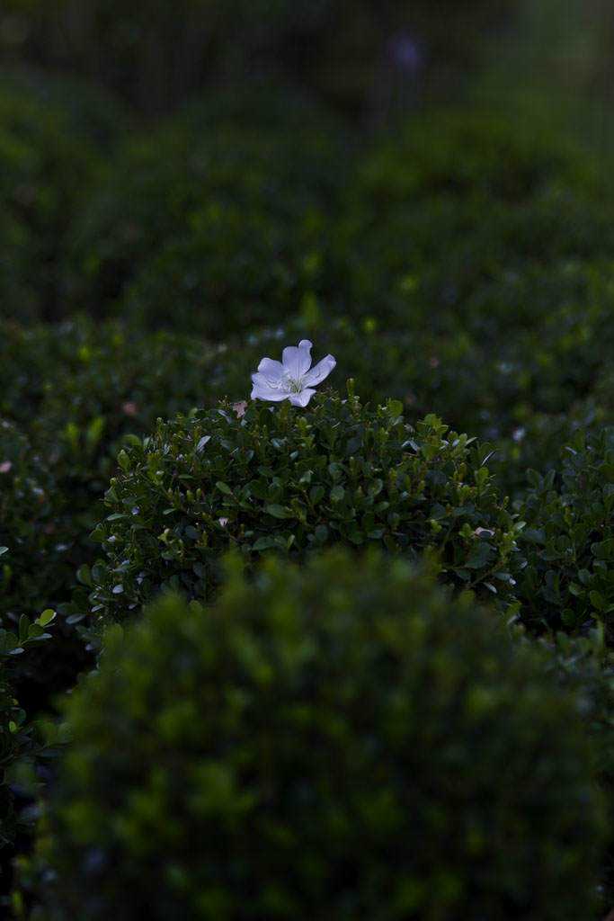 Fotos do fim de semana flor branca em detalhes