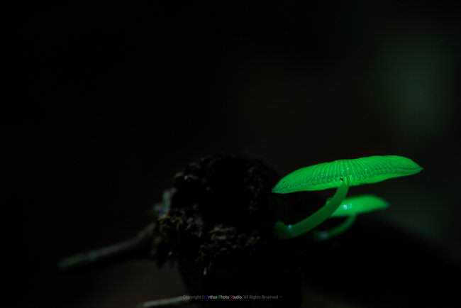 5 cogumelos bizarros - Parte 2 glowingmushroom1.jpg.650x0_q85_crop-smart