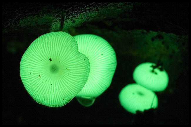 5 cogumelos bizarros - Parte 2 glowingmushroom2.jpg.650x0_q85_crop-smart