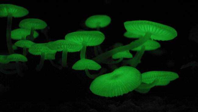 5 cogumelos bizarros - Parte 2 glowingmushroom3.jpg.650x0_q85_crop-smart