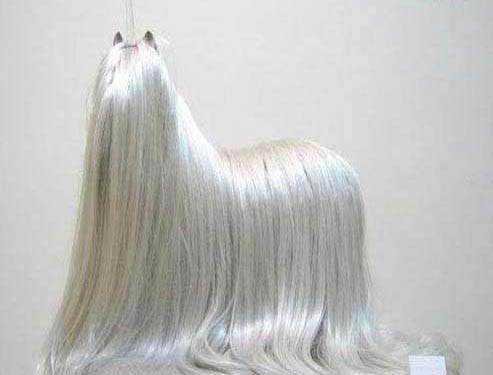 Seres peludos lhasabizarro