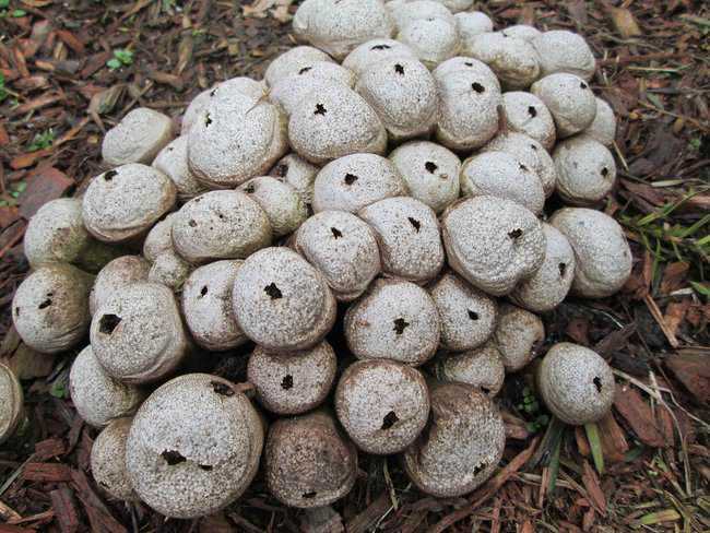 5 Cogumelos bizarros puffballs1.jpg.650x0_q85_crop-smart