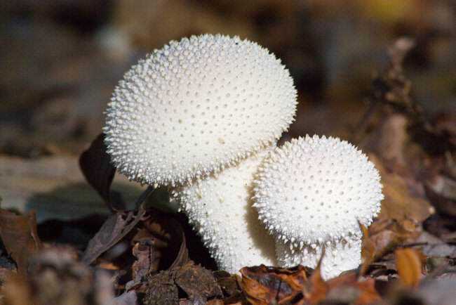 5 Cogumelos bizarros puffballs2.jpg.650x0_q85_crop-smart