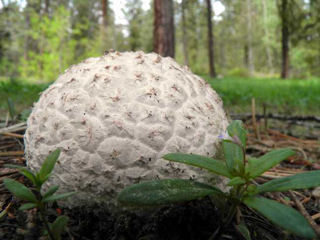 5 Cogumelos bizarros puffballs3.jpg.650x0_q85_crop-smart