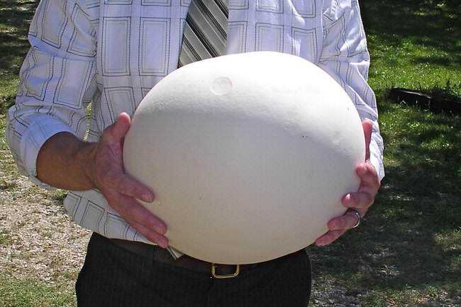 5 Cogumelos bizarros puffballs4.jpg.650x0_q85_crop-smart