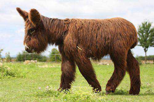 Seres peludos resize-500x333_800px-poitou-female-one-year-old-110312