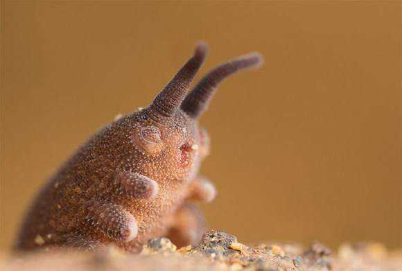 Criatura bizarra recém descoberta lembra um pokemón rare-catbus-esque-worm-takes-its-name-after-ghiblis-totoro