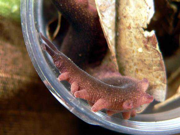 Criatura bizarra recém descoberta lembra um pokemón rare-catbus-esque-worm-takes-its-name-after-ghiblis-totoro2