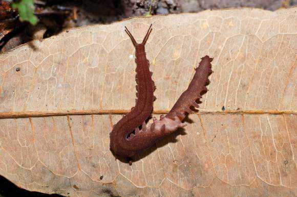 Criatura bizarra recém descoberta lembra um pokemón rare-catbus-esque-worm-takes-its-name-after-ghiblis-totoro3