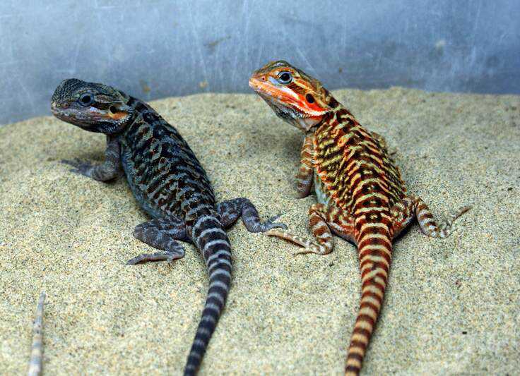 Incríveis animais pretos 7e34d576251a1fef237f36b6b1be6667