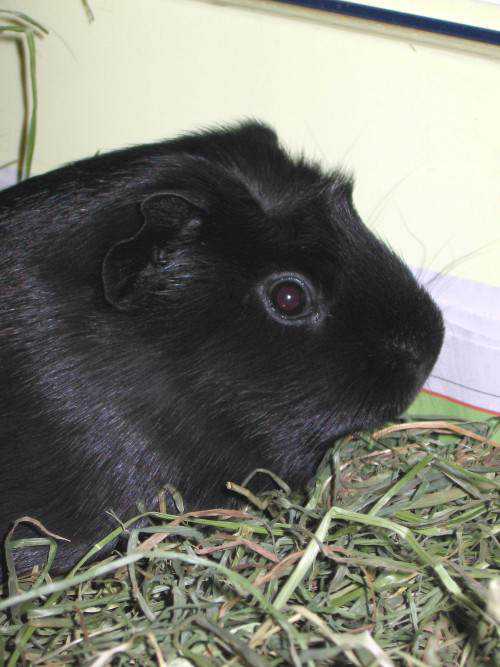 Incríveis animais pretos Cavia porcellus Licorice e1416253787172 | Animais | animais, cor, curioso, preto