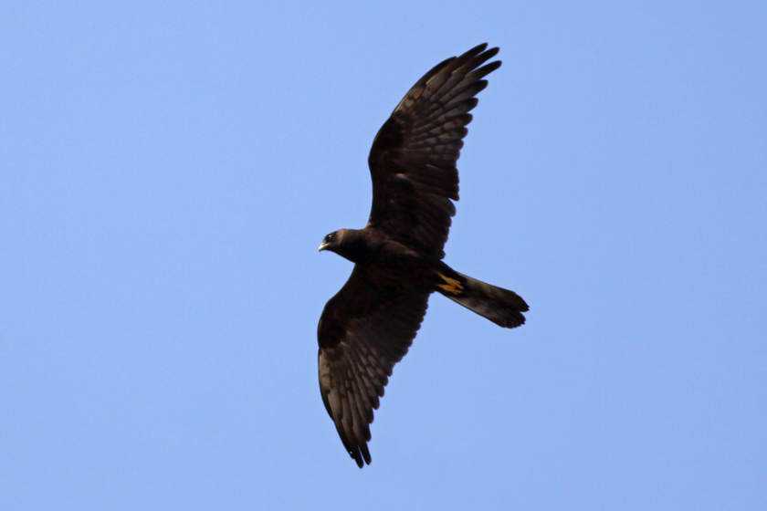 Incríveis animais pretos Circus-Pygargus_melanistic_s9504
