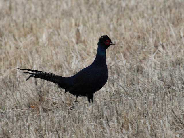 Incríveis animais pretos Melanistic Pheasant