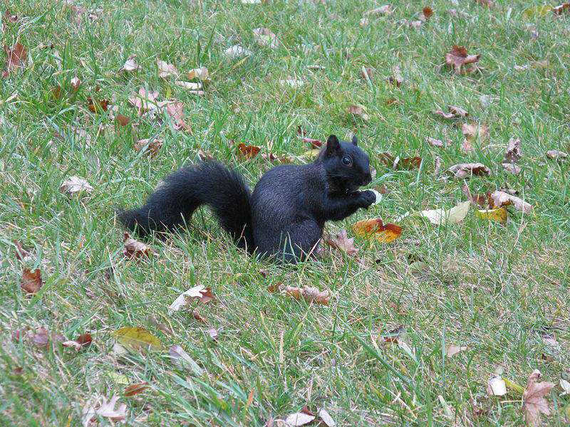 Incríveis animais pretos Sciurus_Melanistic_Squirrel_Nebraska_3716