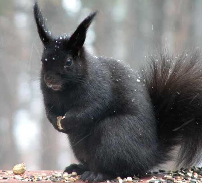 Incríveis animais pretos So+are+melanism+animals+_686fe2908f46ed0b1bd63130b6756d4f