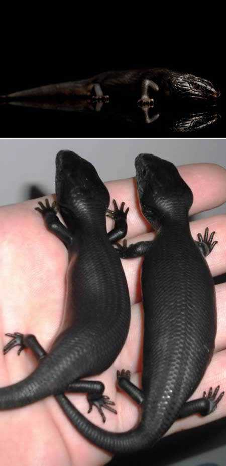 Incríveis animais pretos a98232_melanistic_1-lizard