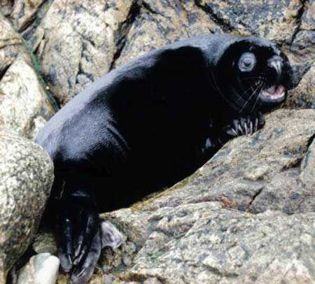 Incríveis animais pretos a98232_melanistic_10-seal